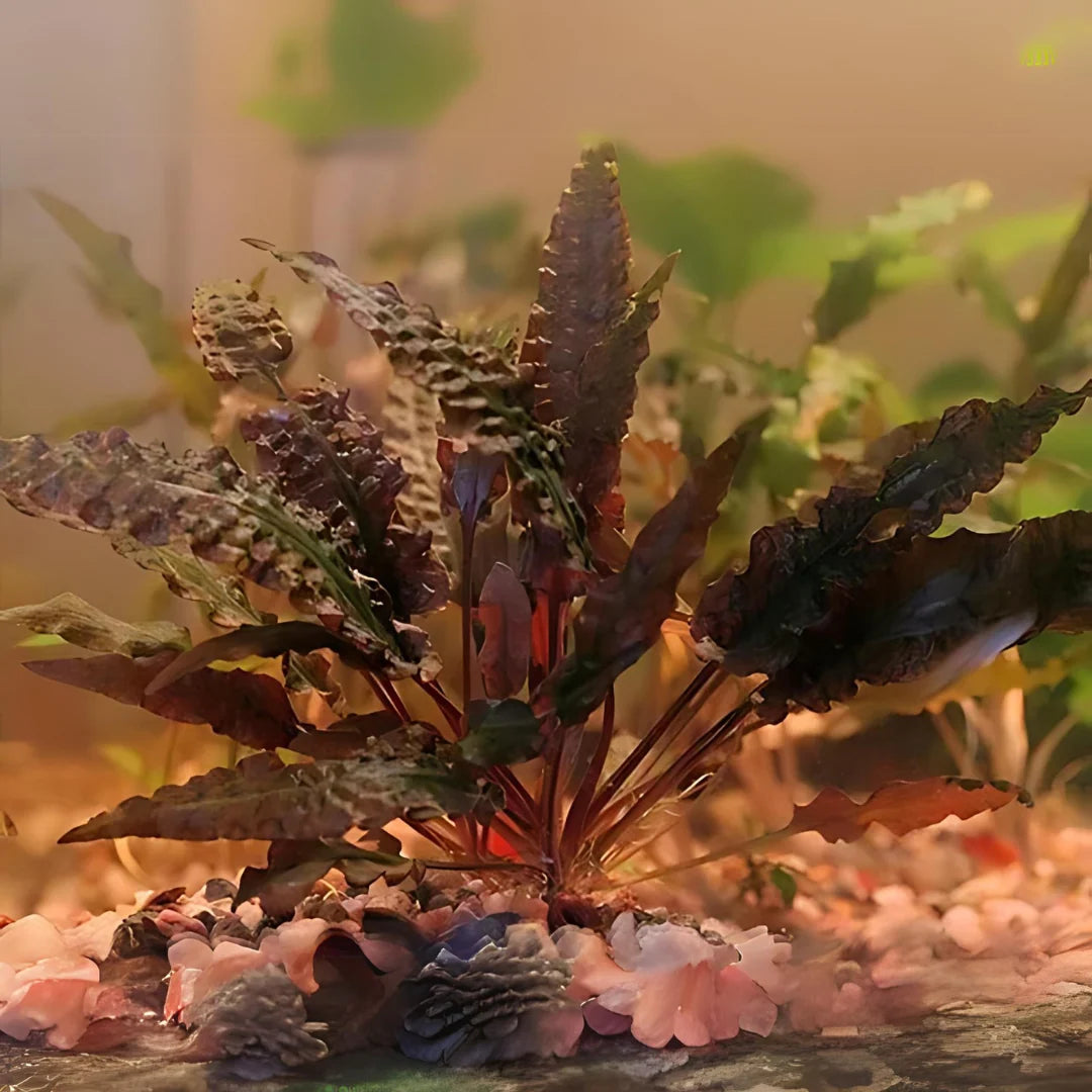 Cryptocoryne wendtii tropica