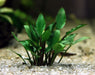 Cryptocoryne lutea