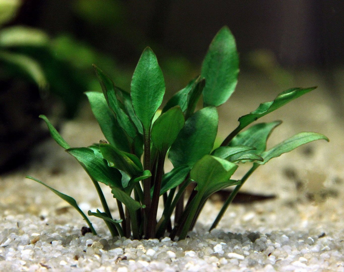 Cryptocoryne lutea