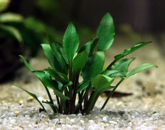 Cryptocoryne lutea