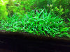 Cryptocoryne Parva