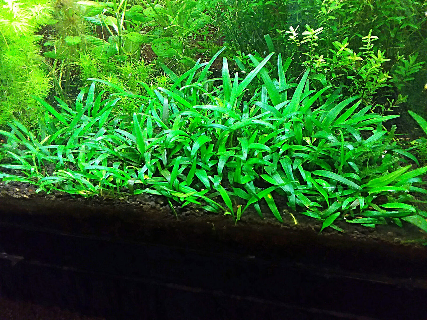 Cryptocoryne Parva