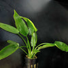 Cryptocoryne Pontederiifolia