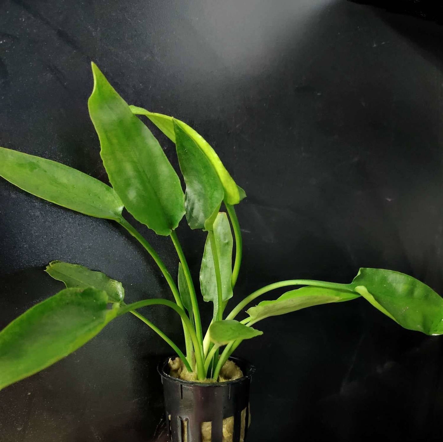 Cryptocoryne Pontederiifolia