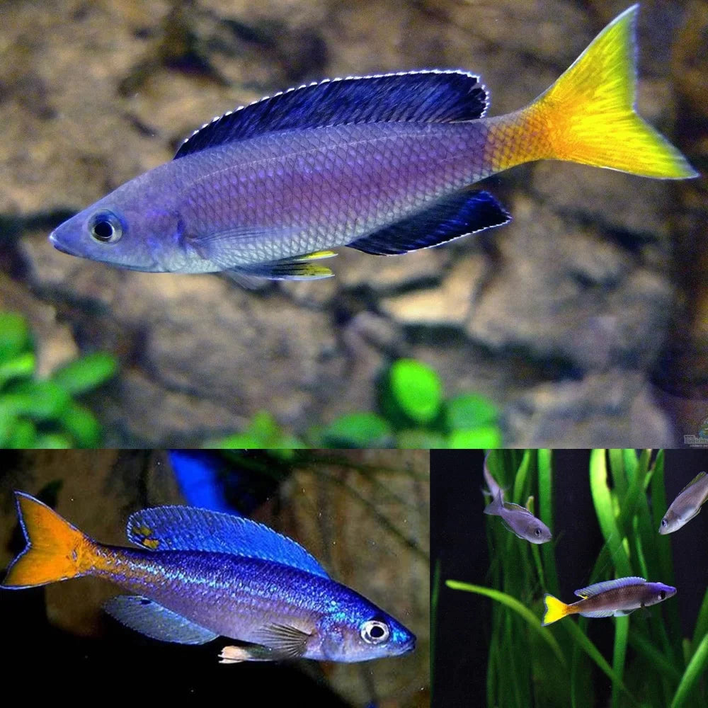 Cyprichromis leptosoma "Utinta" 1.5-1.75"inch
