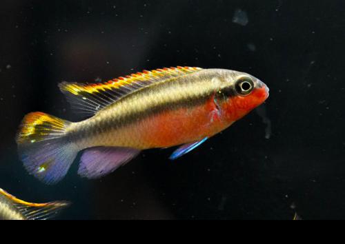 Red Kribensis (Pair)