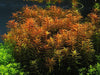 A dense cluster of orange-red aquatic plants with slender needle-like leaves, growing alongside bright green foreground plants in a dark aquarium setting. A black border surrounds the photo, with a small white text credit in the bottom right reading 'Norbert Sabat © 2004'.