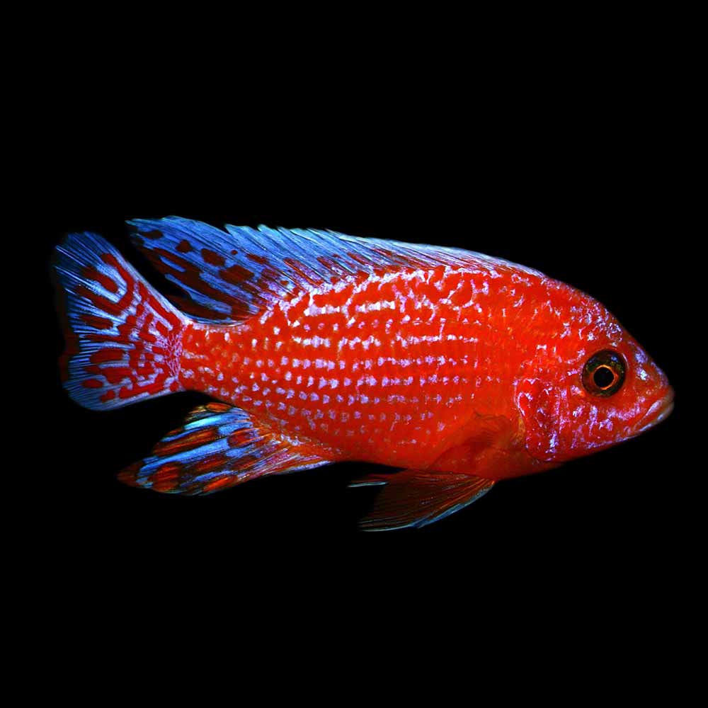 Dragon Blood Cichlid 4inch