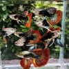Dumbo Ear Mosaic Ribbon Guppy