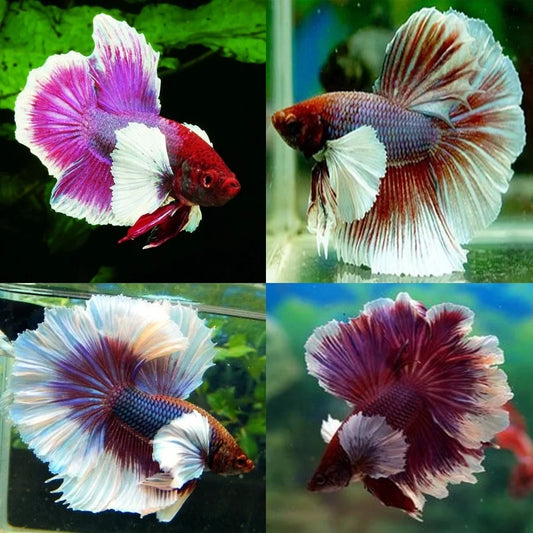 Import Elephant Ear Halfmoon Betta