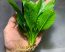 Echinodorus parviflora tropica