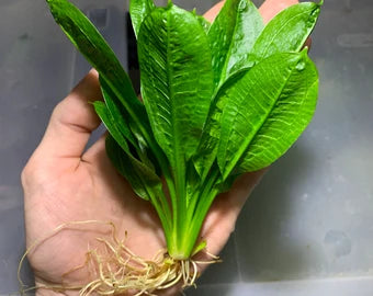 Echinodorus parviflora tropica