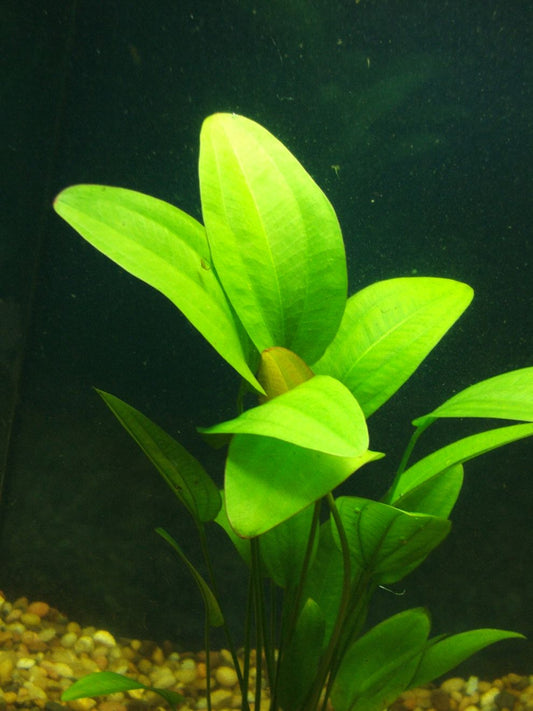 Echinodorus cordifolius