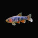 Emerald Rasbora (Pair)
