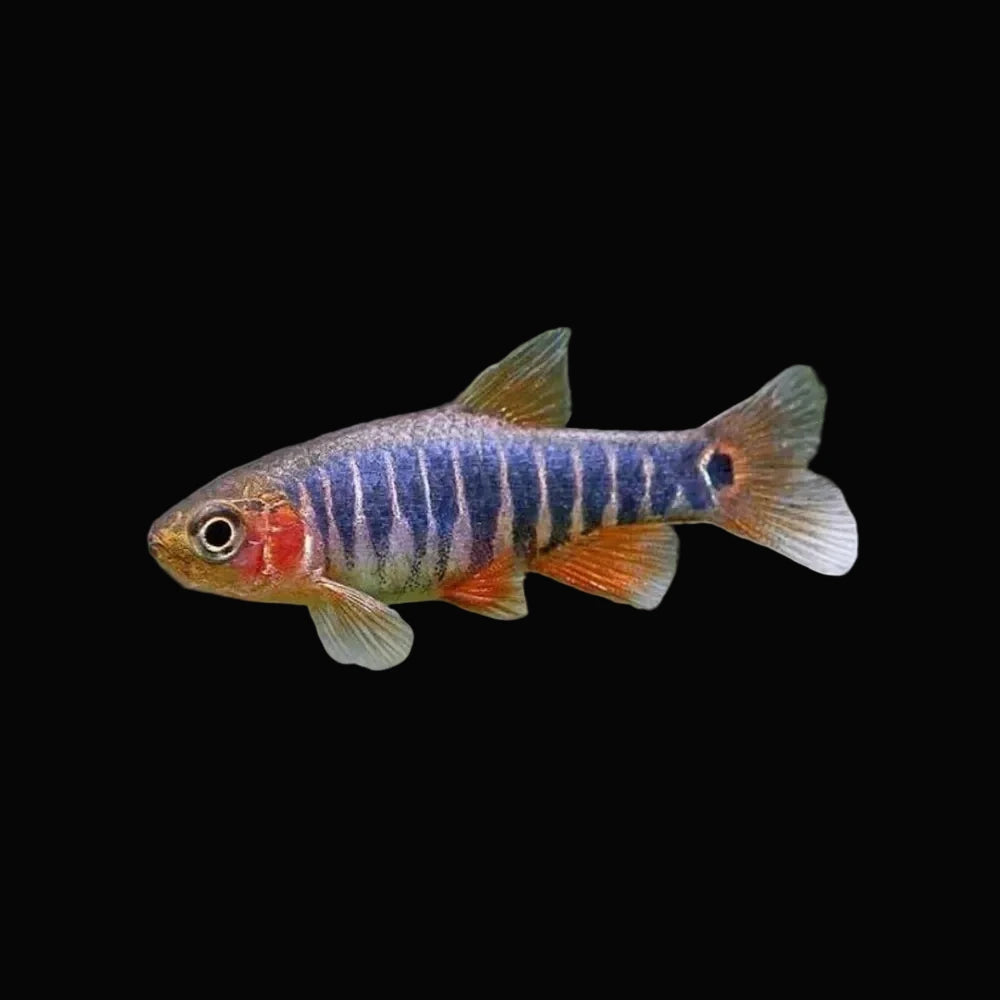 Emerald Rasbora (Pair)