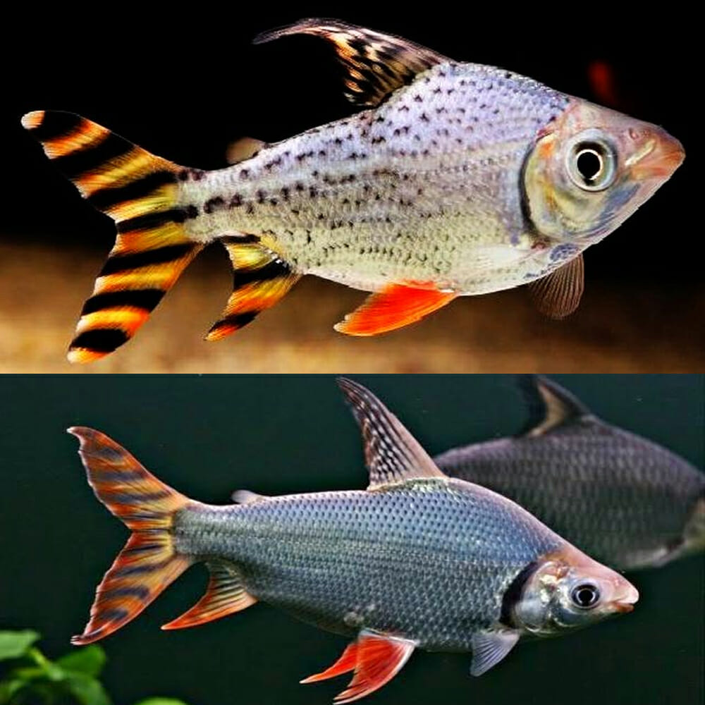 Red Flag Tail Fish 2.5"