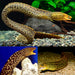 Tiger Morey Eel (Freshwater) 10-12