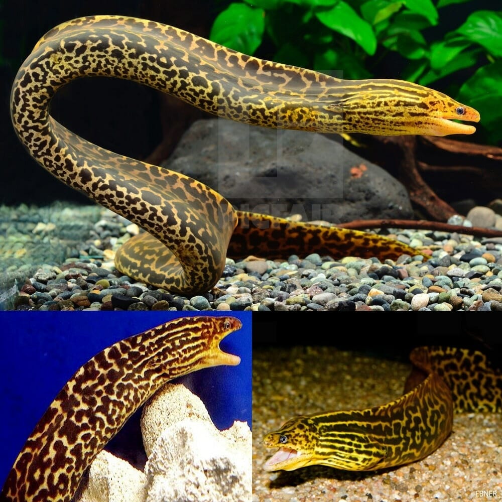 Tiger Morey Eel (Freshwater) 10-12"