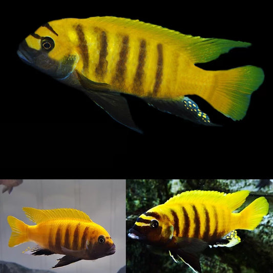 Zebra Kawanga Gold 1.75"