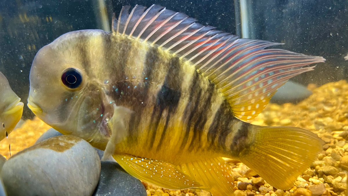 Geophagus balzani