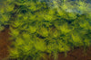 Hygrophila balsamica