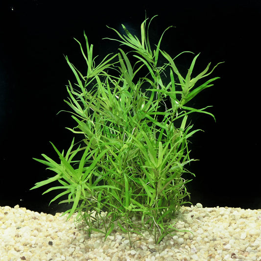Heteranthera Zoesterfolia