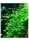Hydrocotyle Sibthorpioides