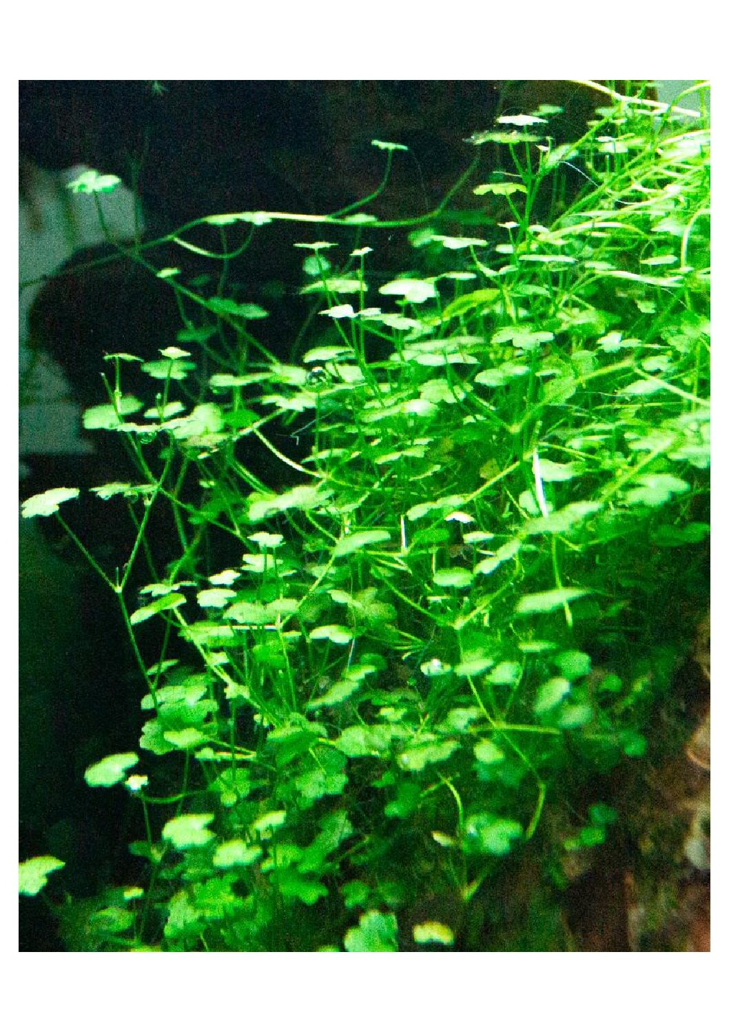 Hydrocotyle Sibthorpioides