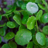 Hydrocotyle Verticillata