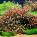 Hygrophila pinnatifida