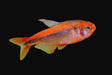 Fire Ant Tetra (Pair)