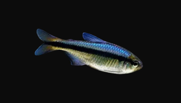 Hyphessobrycon cf. melanostichtus "Green" (Pair)