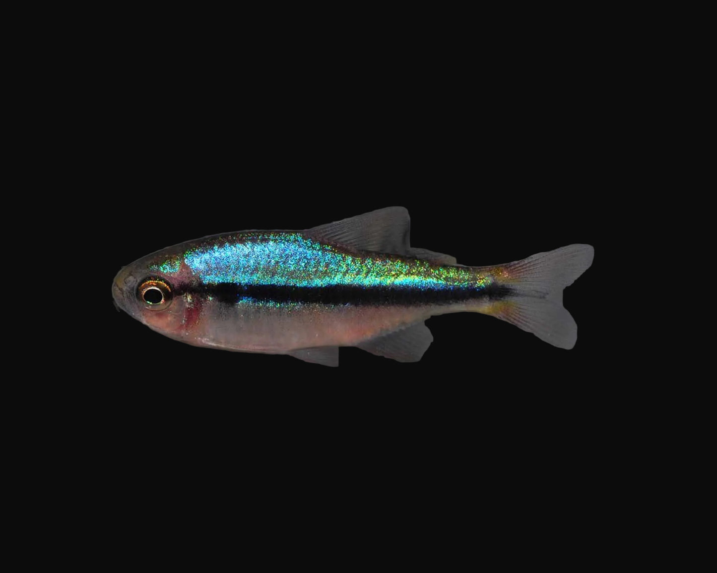 Hyphessobrycon cf. melanostichtus "Green" (Pair)