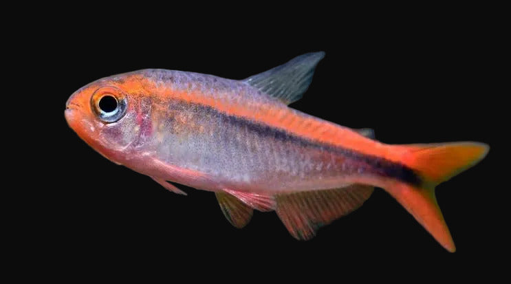 Fire Ant Tetra (Pair)