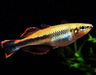 Madagascar Rainbowfish 2 inch