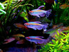 Congo Tetra XL (Pair)