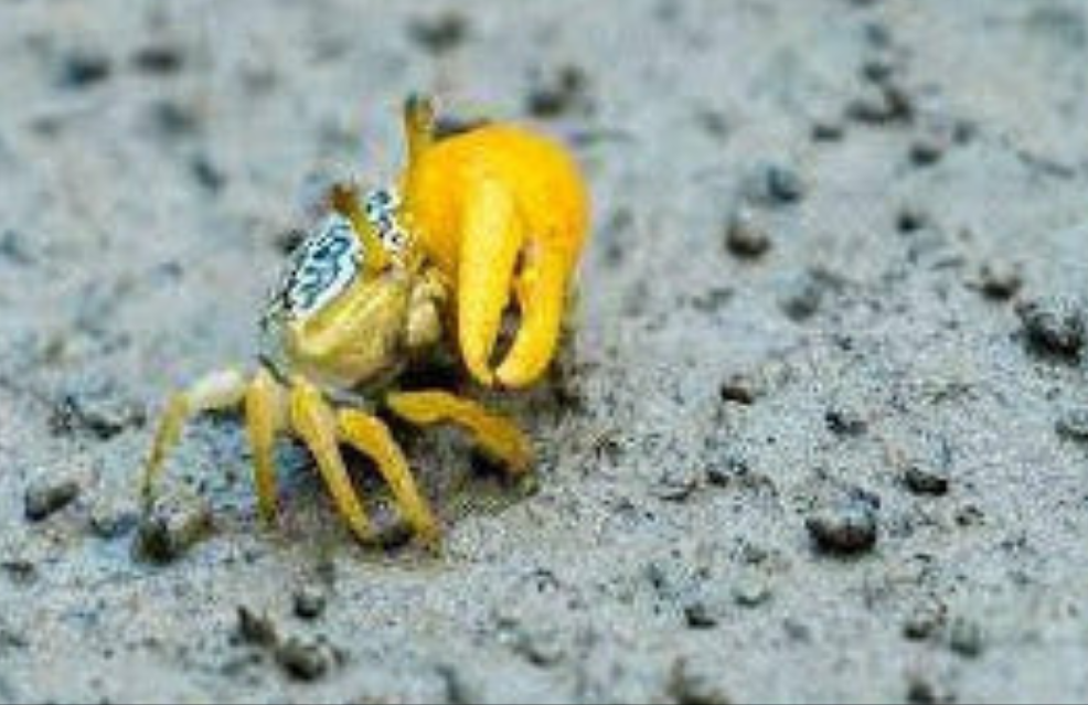 Yellow Fiddler Crab (Pair)