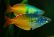 Boesemani Rainbow 3inch