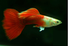 Red Tail Tuxedo Guppy Pair