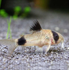 Panda Cory