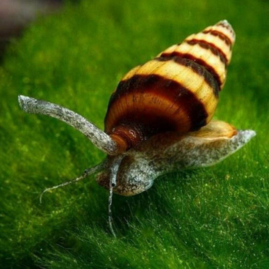 Assasin Snail