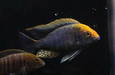 Sulphur Head Cichlid / Aulonocara maylandi 2.5