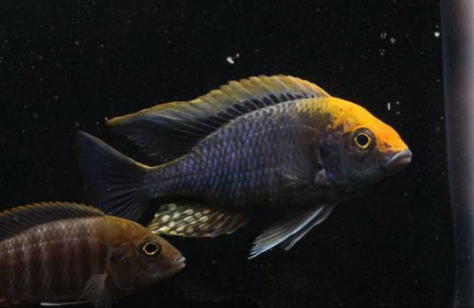 Sulphur Head Cichlid / Aulonocara maylandi 2.5" (Pair)