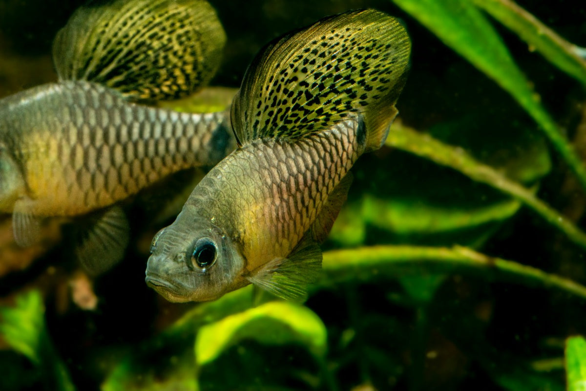 Healthy, quarantined, ready for your tank