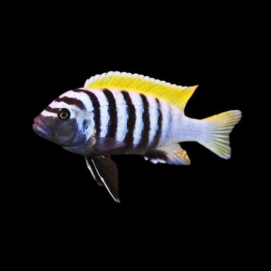 Cynotilapia zebroides 'Jalo Reef' 4inch