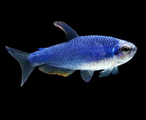 Blue Emperor "Super Blue" (Pair)