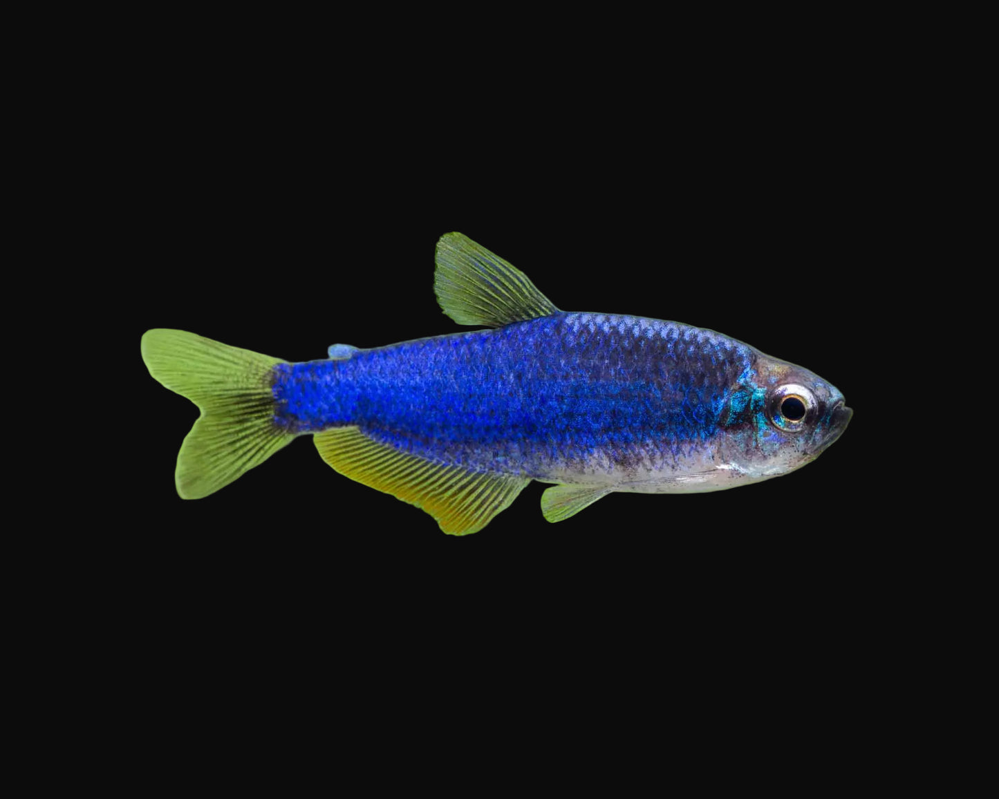 Blue Emperor "Super Blue" (Pair)