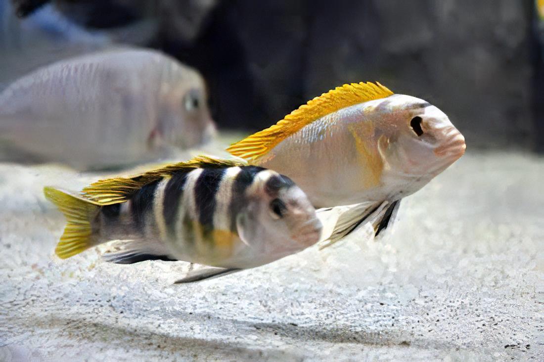 Perlmutt Cichlid 2inch