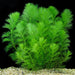 Limnophila Aquatica (Ambulia)