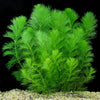 Limnophila Aquatica (Ambulia)